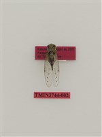 藏品(太平姬春蟬)的圖片